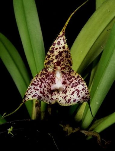 Species Orchid Janets Dracula