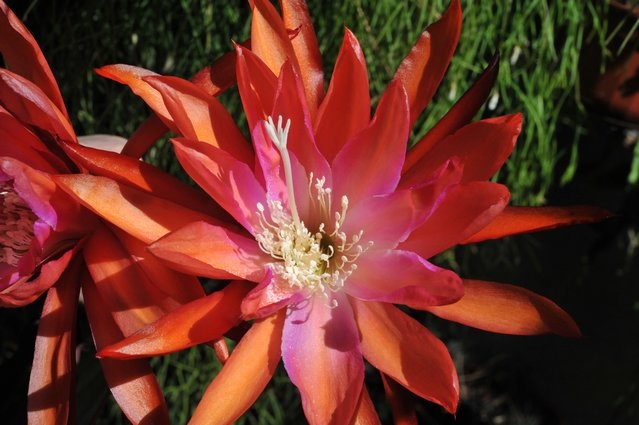 Hybrid Epiphyllum Epicactus Follow Your Heart Orchid Cactus