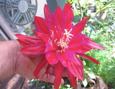 Hybrid Epiphyllum Epicactus Foxy Lady Orchid Cactus