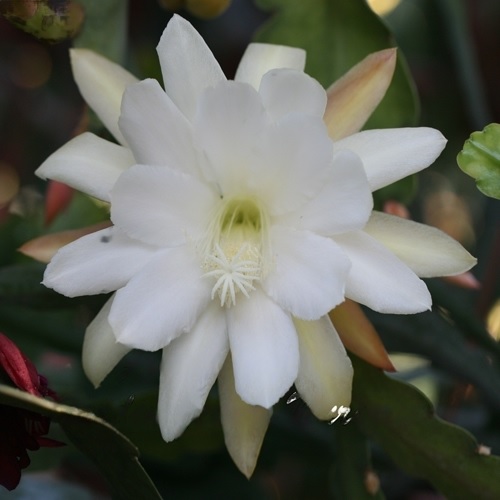 Hybrid Epiphyllum Epicactus French Vanilla Orchid Cactus