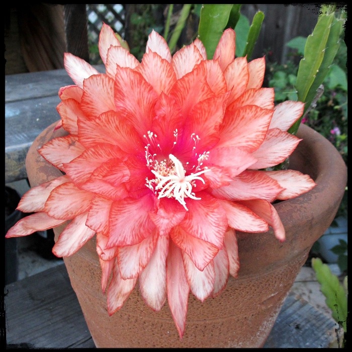 Hybrid Epiphyllum Epicactus Royal Heir Orchid Cactus