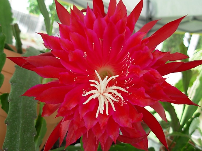 Hybrid Epiphyllum Epicactus Ruby Snowflake Orchid Cactus