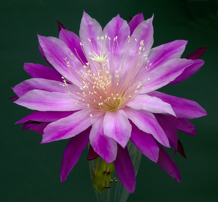 Hybrid Epiphyllum Epicactus Ruth Wallace Orchid Cactus