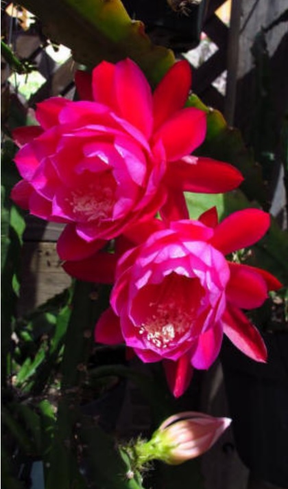 Hybrid Epiphyllum Epicactus Scoop of Raspberry Orchid Cactus
