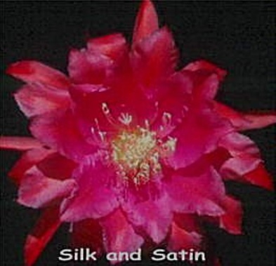 Hybrid Epiphyllum Epicactus Silk and Satin Orchid Cactus