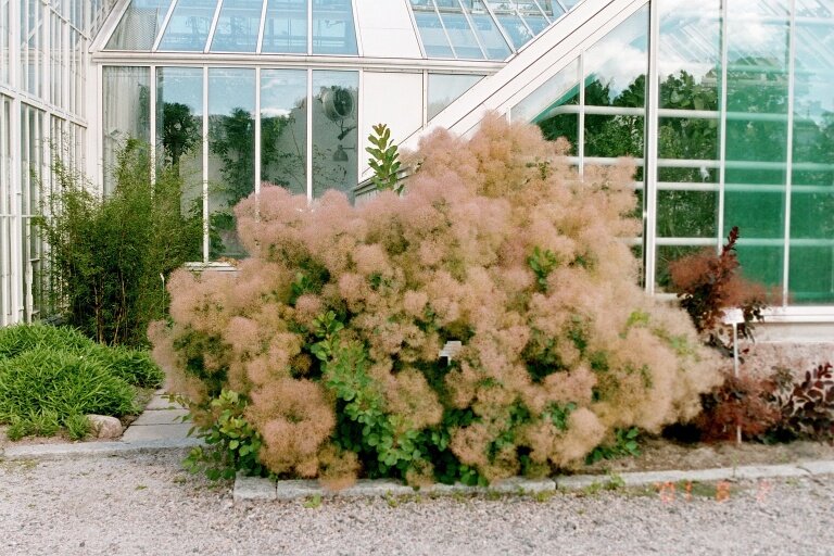 Cotinus Species, European Smoke Tree, Cookes Purple Smoketree