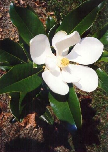 Southern Magnolia Brackens Brown Beauty