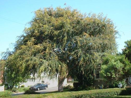 Ulmus Species, Chinese Elm, Lacebark Elm