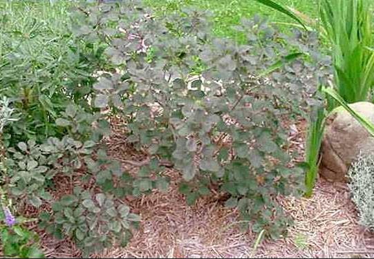 Cotinus, European Smoketree, Purple Smoke Tree Royal Purple