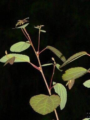 Cercidiphyllum Species, Katsura Tree