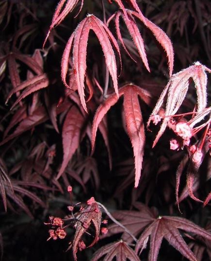 Acer Cultivar, Japanese Maple Bloodgood