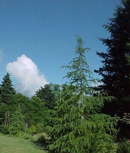 Cedrus Species, Deodar Cedar, Himalayan Cedar