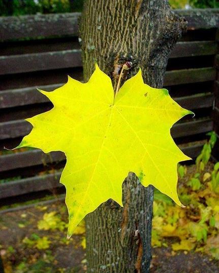 Acer Species, European Maple, Norway Maple