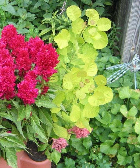 Cotinus, European Smoke Tree, Smoketree Golden Spirit