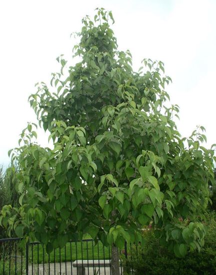 Davidia Species, Dove Tree, Ghost Tree, Handkerchief Tree
