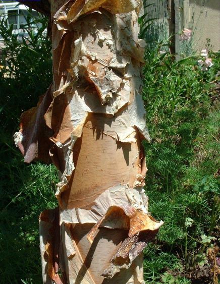 River Birch