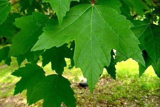 Acer Species, Red Maple, Scarlet Maple