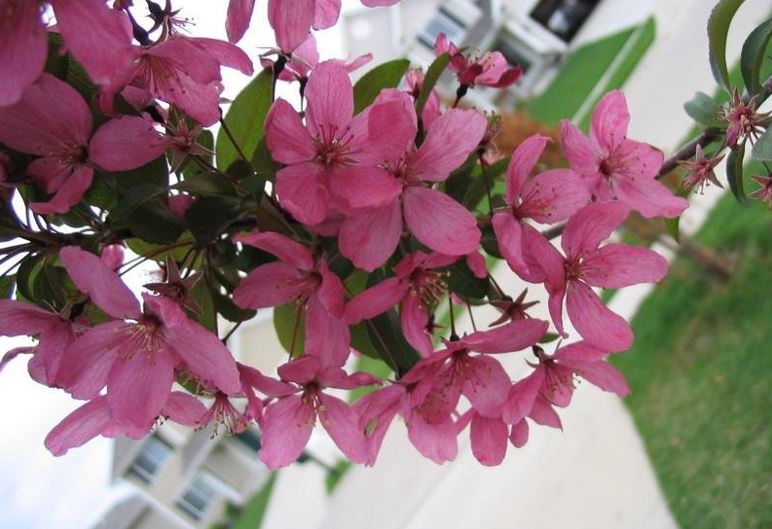 Flowering Crabapple Prairie Fire