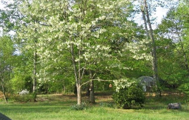 Robinia Species, Black Locust, False Acacia