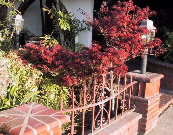Acer, Cutleaf Japanese Maple, Threadleaf Japanese Maple Crimson Queen