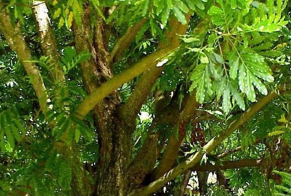 Fern tree