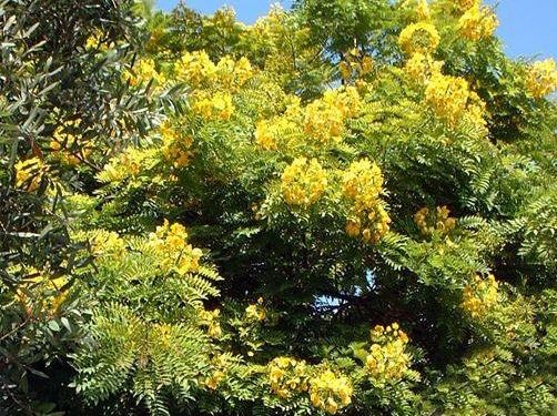 Cassia Species, Gold Medallion Tree