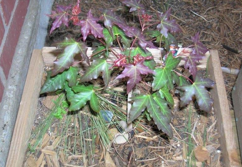 Acer Species, Purpleblow Maple, Shandong Maple, Shantung Maple