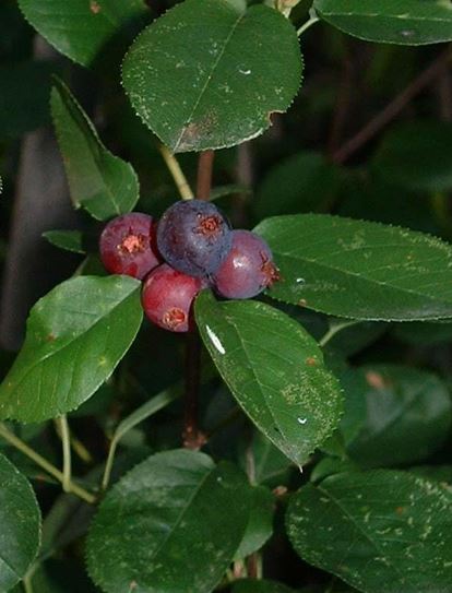 Amelanchier Species, Common Serviceberry, Downy Serviceberry, Juneberry, Sarvis Tree