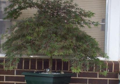 Acer, Cutleaf Japanese Maple, Threadleaf Japanese Maple Tamukeyama