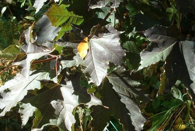 European Maple, Norway Maple Crimson King