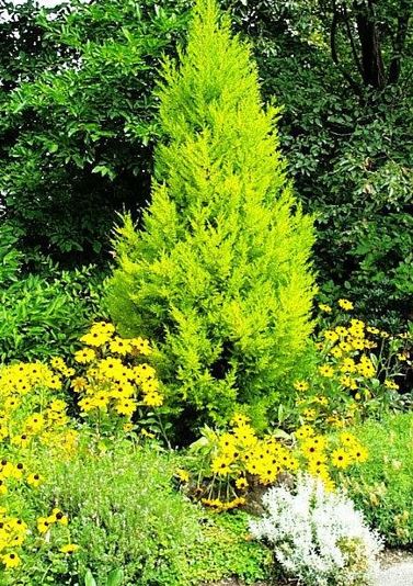 Cupressus, Lemon Cypress, Monterey Cypress Goldcrest