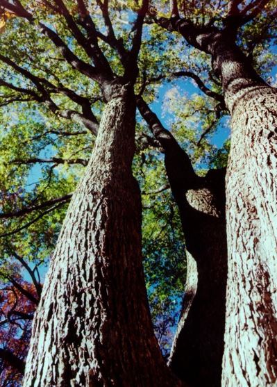 Ulmus Species, American Elm, White Elm