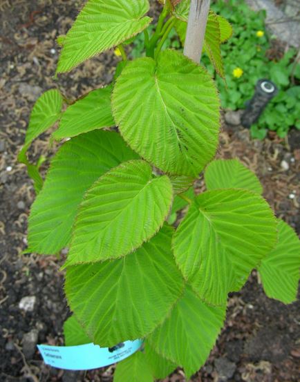 Dove Tree, Handkerchief Tree, Ghost Tree Sonoma
