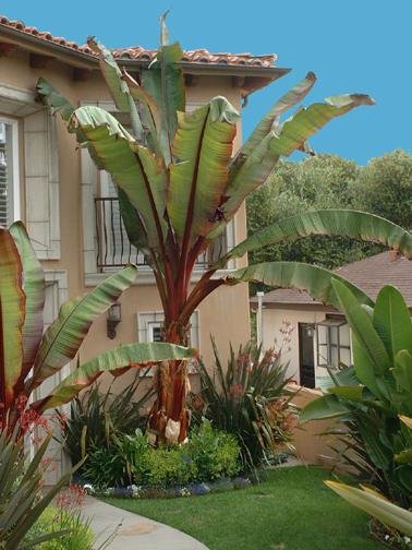 Ensete, False Banana, Red Abyssinian Banana, Wild Banana Maurelii