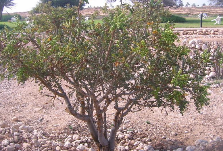 Arabian Frankincense