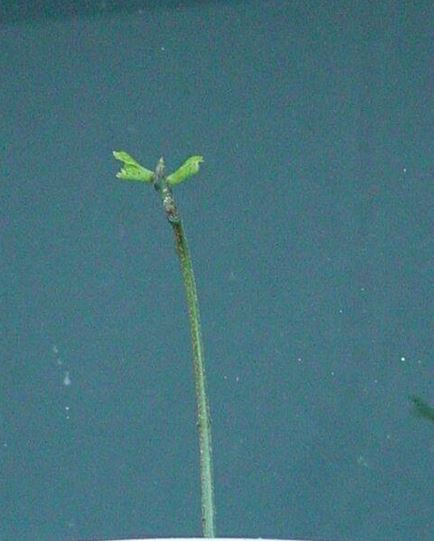 Gymnocladus Species, Dead Tree, Kentucky Coffee Tree, Stump Tree