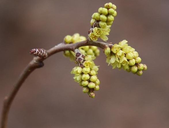 Rhus Species, Fragrant Sumac
