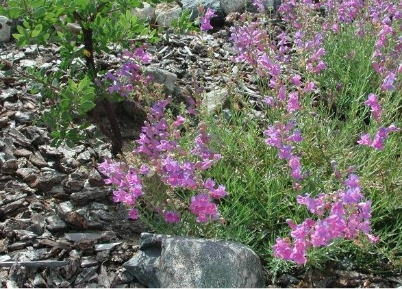 Penstemon, Bunchleaf Penstemon, Chaparral Penstemon, Foothill Penstemon Margarita BOP