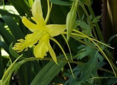 Aquilegia, Hybrid Columbine 'Swallowtail'