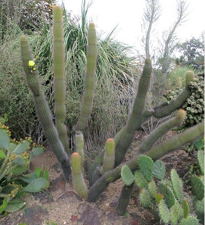 X Pachgerocereus