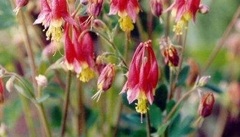 Aquilegia, Canadian Columbine, Wild Columbine 'Little Lanterns'