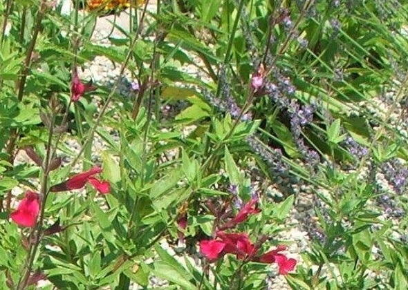 Salvia, Autumn Sage, Cherry Sage, Gregg Salvia Raspberry Delight