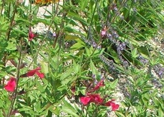 Salvia, Autumn Sage, Cherry Sage, Gregg Salvia 'Raspberry Delight'