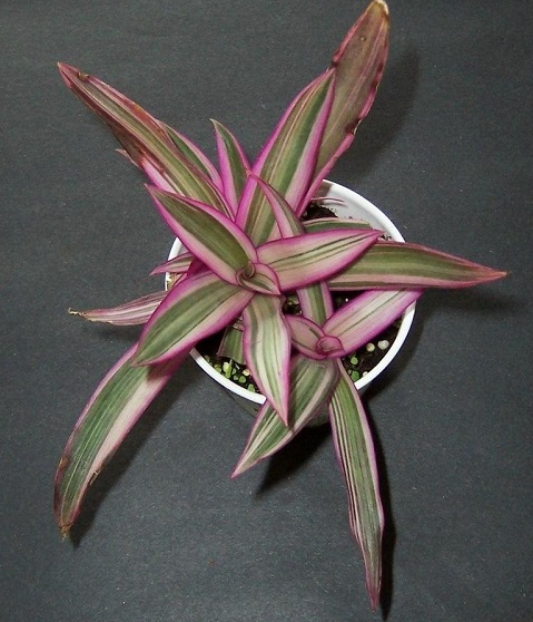 Tradescantia, Moses-in-a-Basket, Boatlily, Oyster Plant Hawaiian Dwarf