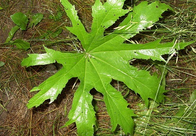 Glade Mallow