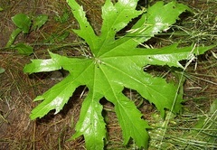 Glade Mallow