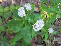 Asclepias Species, Texas Milkweed, White Milkweed