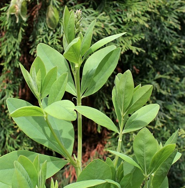 Baptisia Species, Yellow Baptisia, False Yellow Indigo