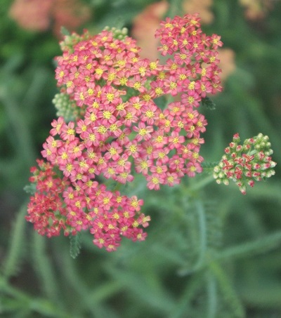 Achillea Species, Salt Yarrow