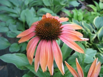 Echinacea, Coneflower Katie Saul